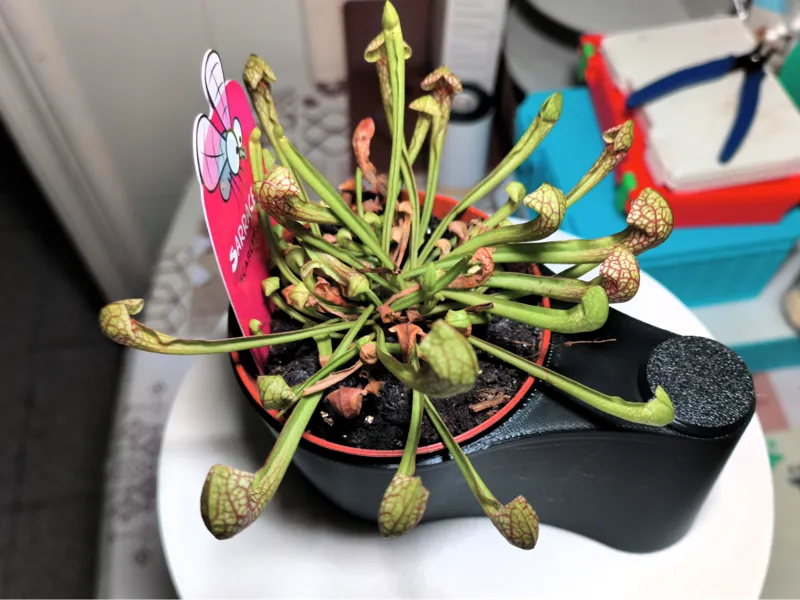 Maceta de Inmersión para Plantas Carnívoras