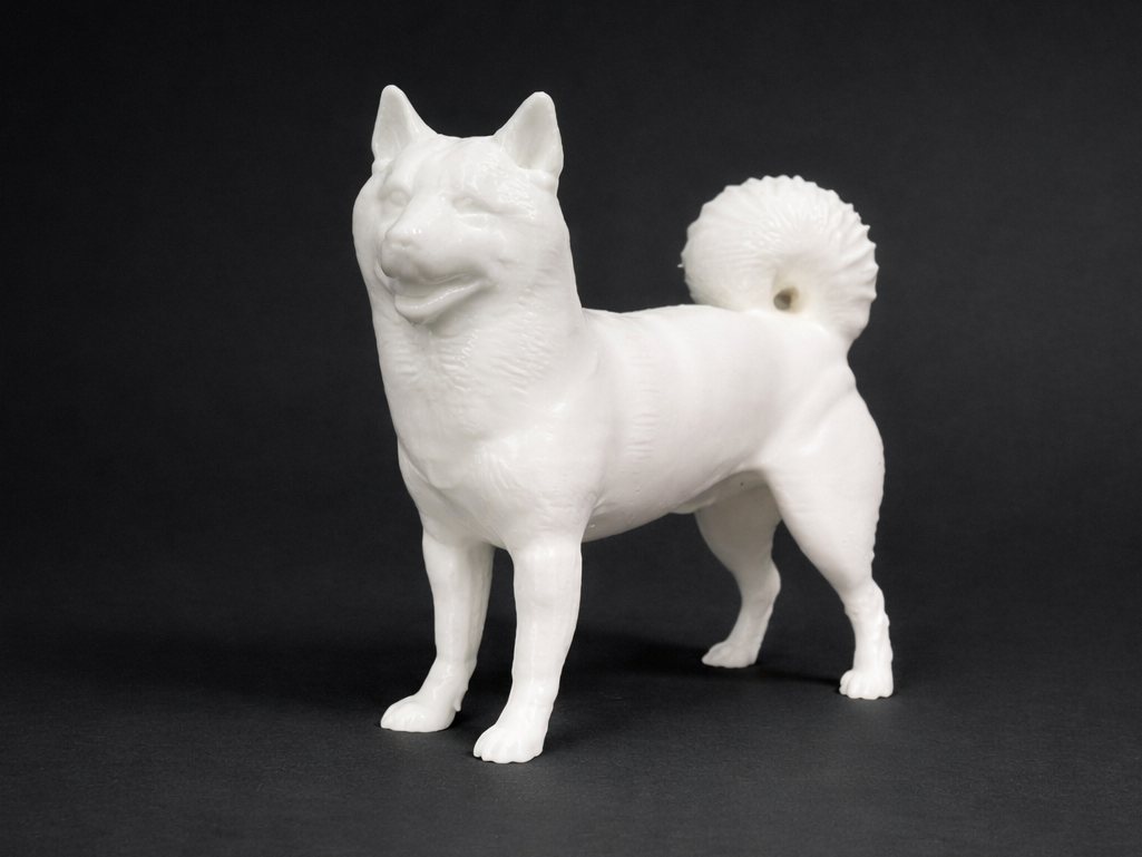 Shiba Inu - Animal - Dog