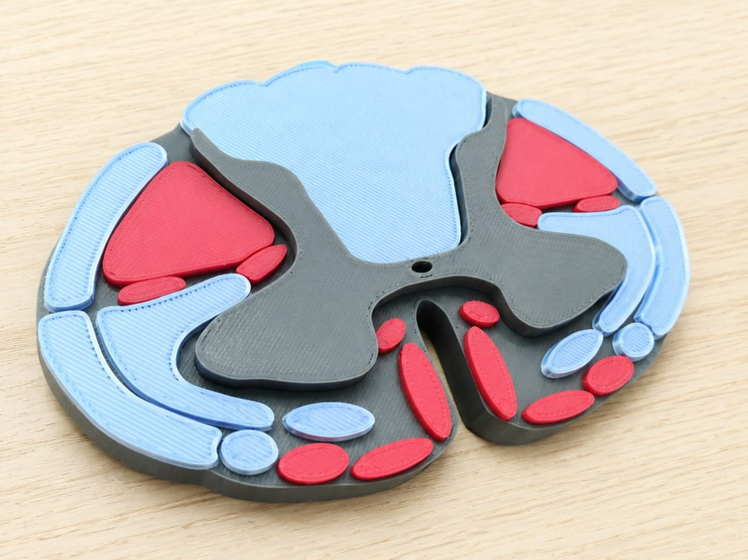 Spinal Cord Cross-Section Anatomy Model