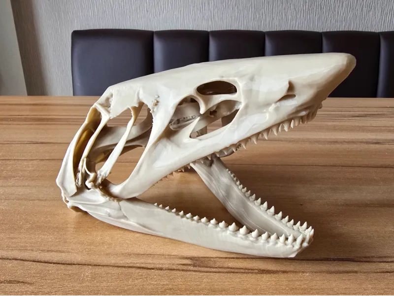 Hai-Schädel | Shark Skull
