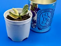 Pot de plante pour bougie Diptyque vide — photo 2