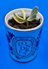 Pot de plante pour bougie Diptyque vide — photo 3