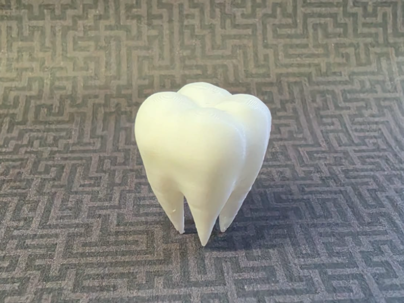 Human Tooth Model