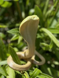 Cobra doré — photo 2