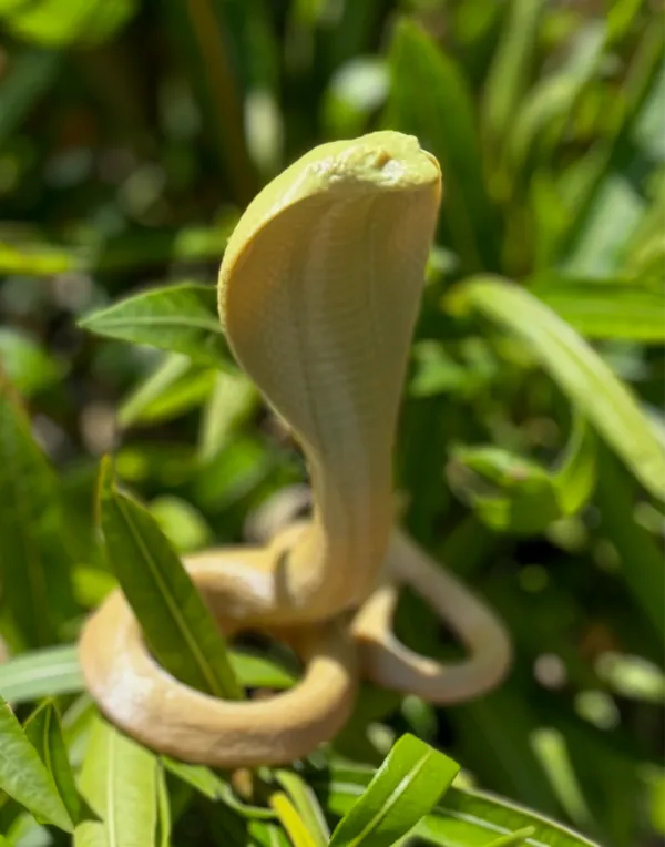 Cobra doré