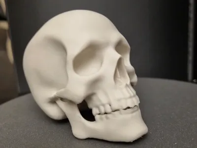 Skeleton Skull