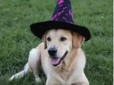 a baby golden retriever with a witch hat