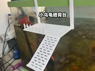 小乌龟晒背台