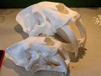Crâne de smilodon — photo 6