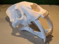 Crâne de smilodon — photo 5