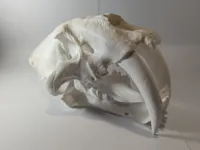 Crâne de smilodon — photo 8