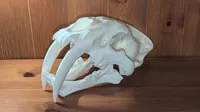 Crâne de smilodon — photo 3