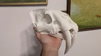 Crâne de smilodon — photo 4