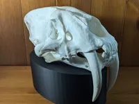 Crâne de smilodon — photo 2