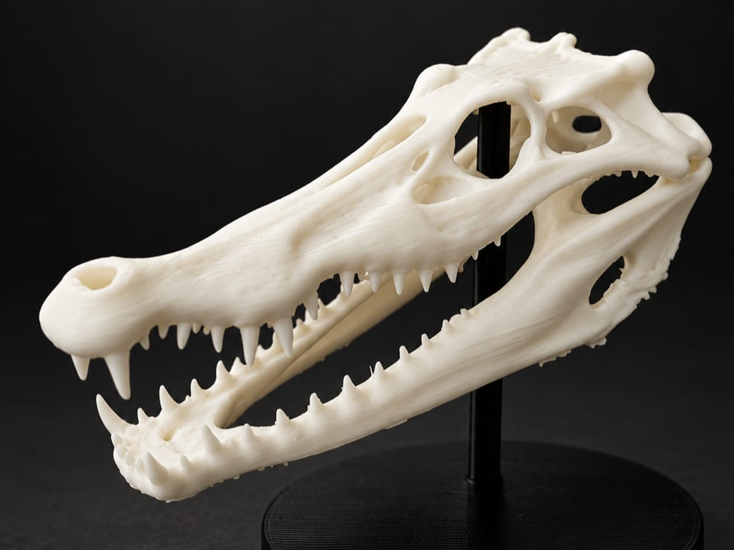 Crocodile Skull 3D model