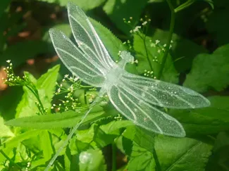 蜻蜓书签/薄层打印，支持PLA和petg