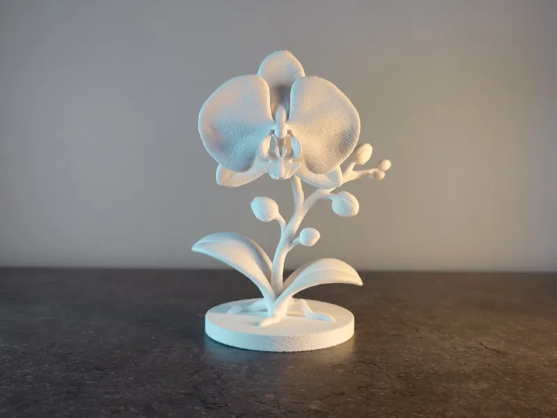 Orchidée Phalaenopsis Minimaliste