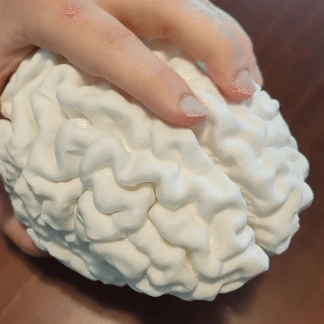 Brain Lamp - Accurate & Life-Size view 3