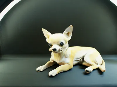 Chihuahua