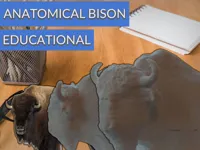 Bison d'Amérique anatomique — modèle éducatif — photo 2