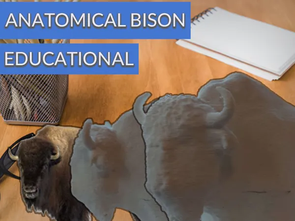 Bison d'Amérique anatomique — modèle éducatif