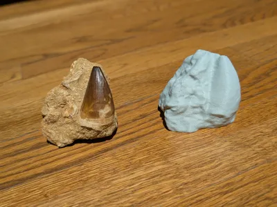 Prognathodon fossil tooth 3D Scan