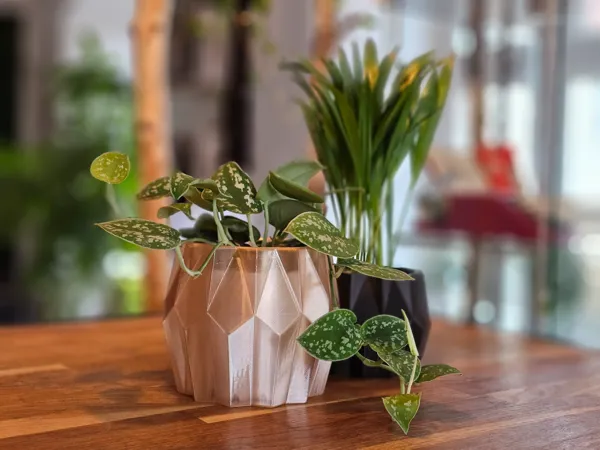 https://makerworld.bblmw.com/makerworld/model/USe2f01af3e6150d/design/2025-01-06_88c702d3abc0a.jpg