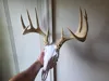 10 Point Full Size - A1 - 100% Scale