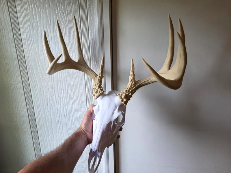 10 Point BAS Antler Set - A1 Size