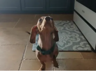 Apple the Dog!
