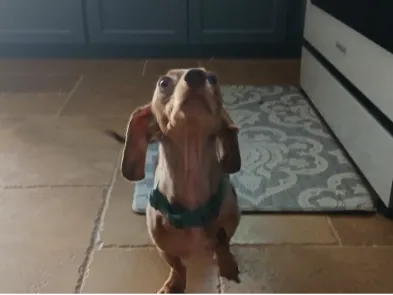 Apple the Dog!