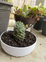 Shallow Planter Bowl