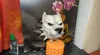 0.16mm layer, 2 walls, 15% infill