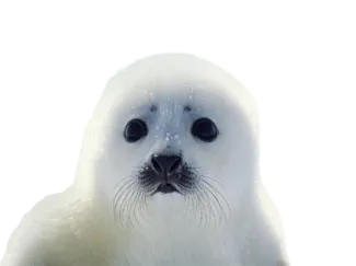 seal keycap