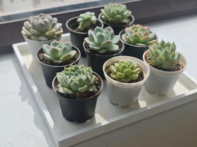 Small Succulent Water-Absorbing Pot Saucer