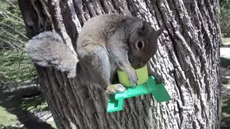 Squirrel Bench