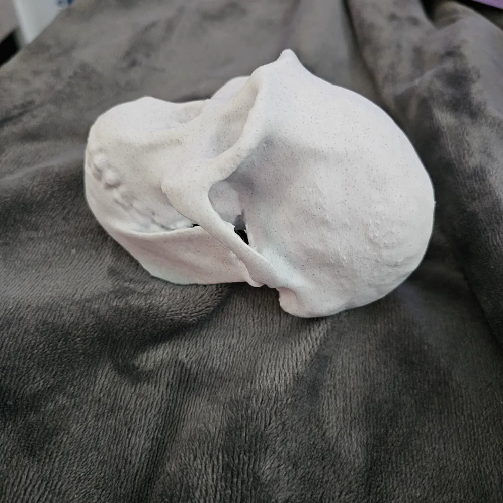 Australopithecus Afarensis Cranium Free 3d Print Model Makerworld