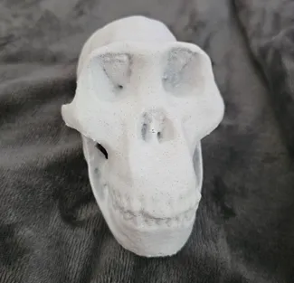 Australopithecus afarensis Cranium 