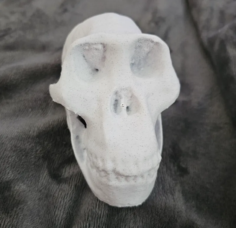 Australopithecus afarensis Cranium