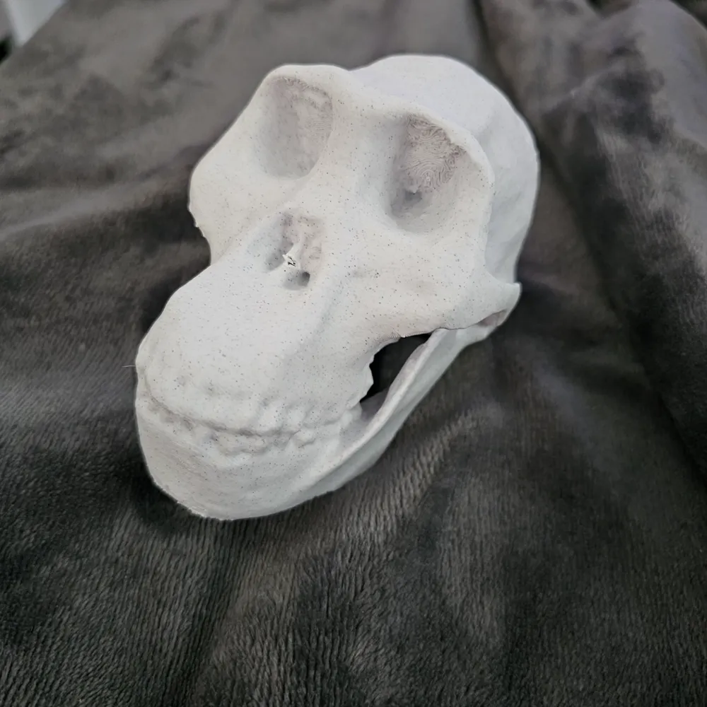 Australopithecus Afarensis Cranium By Nerdshedprojects Makerworld