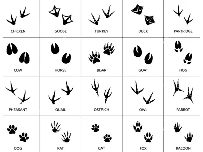 Animal tracks v1