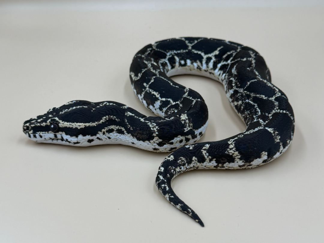 Midnight Mosaic - Ball Python - 1