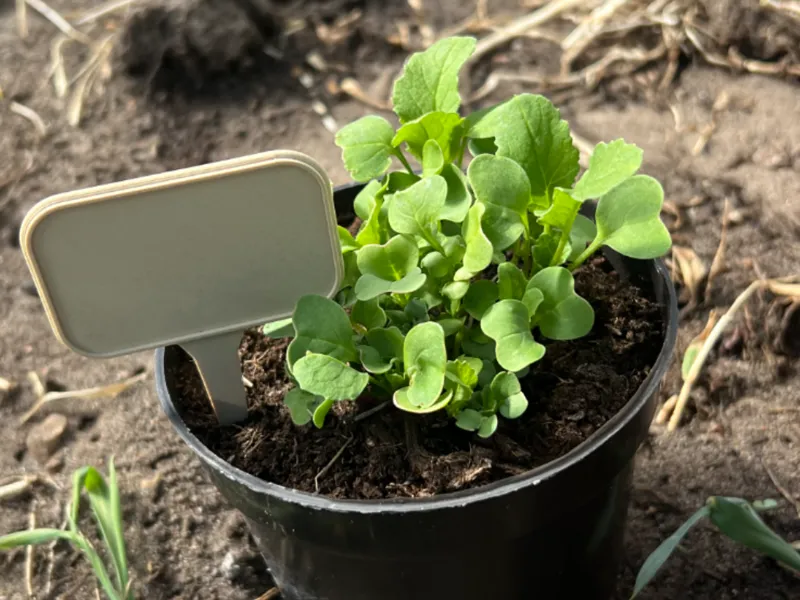 Plant Label (CUSTOMIZABLE!)