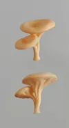 Fungus - 1