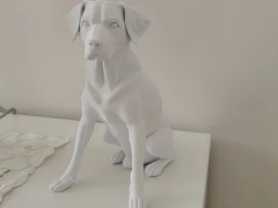 Labrador dog - Cane labrador 