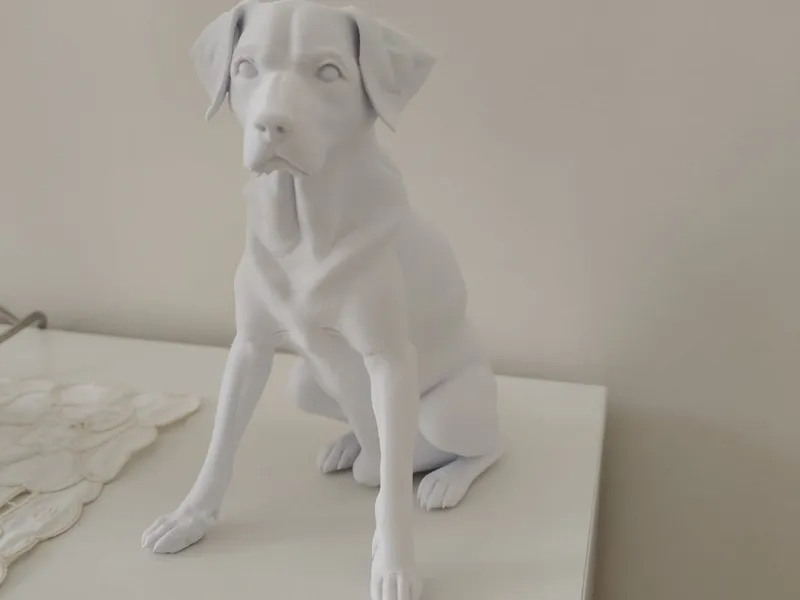 Labrador dog - Cane labrador 