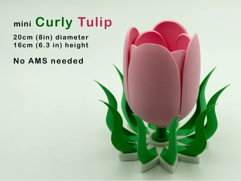 Mini Curly Tulip