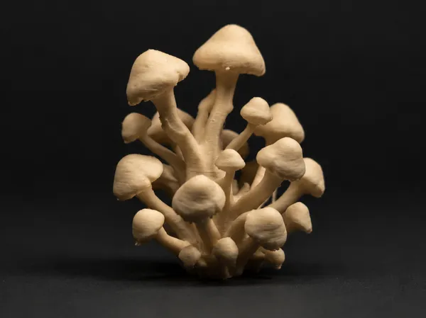https://makerworld.bblmw.com/makerworld/model/USe418c0b01e8c47/design/220b320b6f8441a1.png