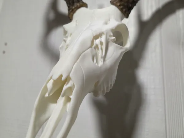 https://makerworld.bblmw.com/makerworld/model/USe432a9b5cbe3ad/design/1e284b0f3b17d867.jpg