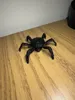 Queen_V2 - Scaled 1.5x